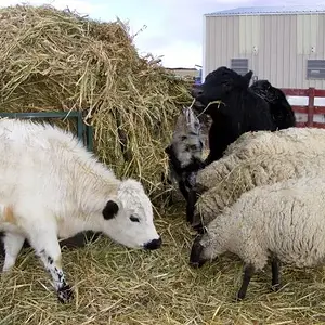 Chow time - A few of our critters putting on the feed bag