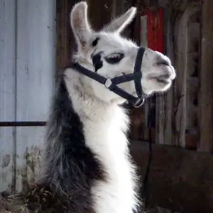 Molly Llama - Molly our one and only Llama