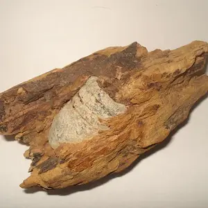 Minie Ball in Wood - 2007