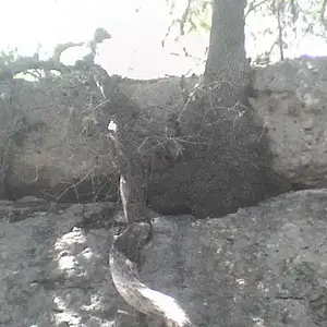 tough tree - tree splitting cliff
