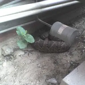 rattler 1 - snake