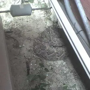 rattler 2 - snake