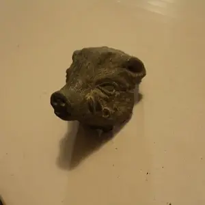 Pigs head odd find