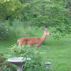 Deer in our backyard - Karen snapped these  looking through the window