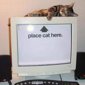 Put Cat Here