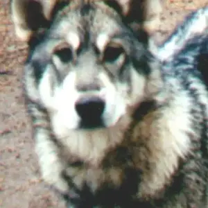 Majic - My second Timberwolf