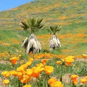 California Flowers