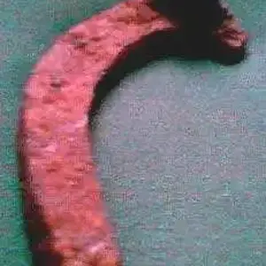 Half Cart-Horse Shoe 1