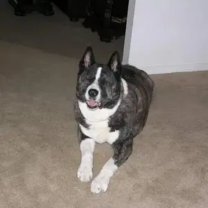 My Buddy - My Akita, Meiko.