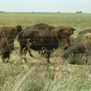 First time finding 8 buffalo!!!