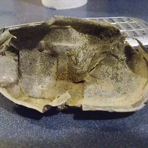 US Belt Plate - Found at an 1862 civil war hospital