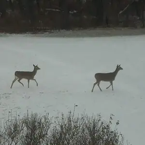 deer - A couple of does around Marseilles lock on the Illinois river.