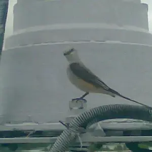 bird - This little guy landed right outside the wheelhouse and posed for me. Birds will come to the boat to catch and eat spiders and other tasty mors
