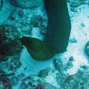 Mr. Moray