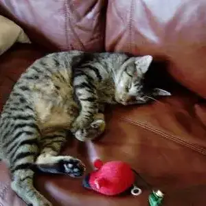 Max - Here's our adopted Ferrel Cat, Max.  Looks as though he loves his new home.