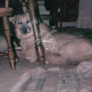 Apollo,"my girl" - This is a picture of my girl before she started having seizures(about 6months prior)at the age of 13yrs.We were given this puppy by