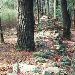 Stone wall surrounding a cellar hole -  This wall fortifies the cellar hole I found my 1804 Draped Bust Half Cent.