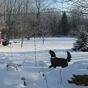 TASHA - A silhouette of our dog that we had for 14 years