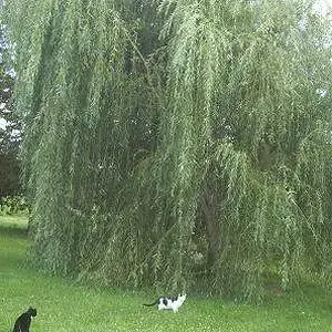 the willow - I planted this tree 5 yrs ago!  supposed to be a dwarf!  I think it likes the soil.