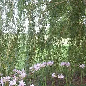 Naked Ladies, or privy lilies - I am trying to create an outside room under the willow. A perfect place to sit & have coffee before it gets too hot