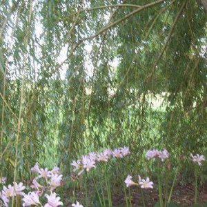 Naked Ladies, or privy lilies - I am trying to create an outside room under the willow. A perfect place to sit & have coffee before it gets too hot