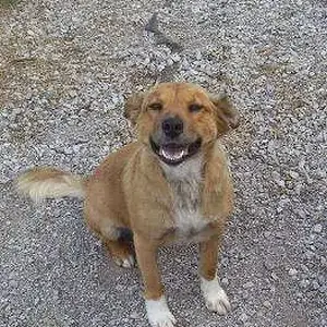 One of our "drop offs." - she has got to be the best dog in the world. I can't believe someone dumped her!