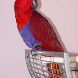 Ruby our Eclectus Parrot..She comes from South Pacific