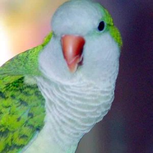 Jade our Quaker Parrot