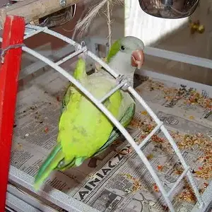 Jade Hanging