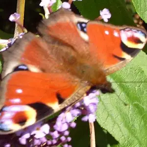 Peacock Butterfly - Garden is full of them this time of year - shot this one this morning