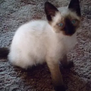 Bandit..June 2009 at 1month old