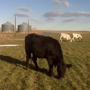 Home on the HIGH PLAINS - Our small herd of cattle.