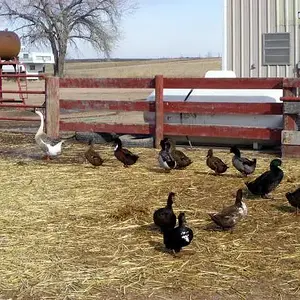 Tagging Along - Our goose who thinks he is a duck and is leader of our flock of ducks.   The original "Ugly Duckling" except he is no swan.