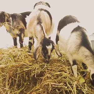 Now what? - Some of our goats playing on the hay bale in the corral.