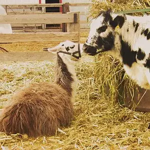 This is MY spot - Molly Llama objecting to Dottie's attempt to move next to her.