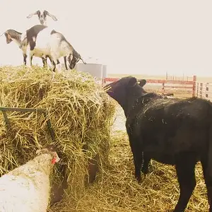 Hey, get down from there! - Our heifer taking a look at the goats jumping around on top of the hay.