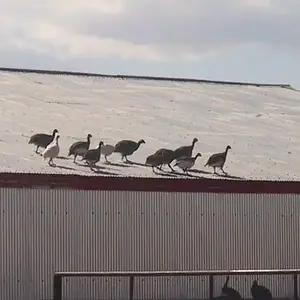 Nope...its not up here - Some of our guineas exploring the roof of the barn.  Usually have one or two up there acting as lookouts.
