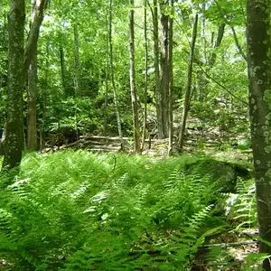 Beartown - Near Beartown in Pocahontas County WV.