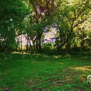 Our Rescue Mutt! - She loves to Detect!