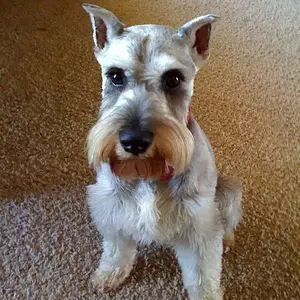 My sweet Schnauzer Hogan.