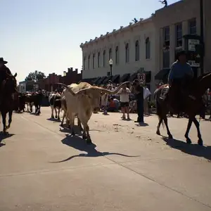 Cattle Drive