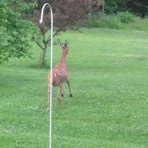 Deer