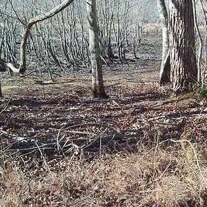 Swamp # 2 - might get your feet wet here but there are some ruins of cabins nearby ....follow me
