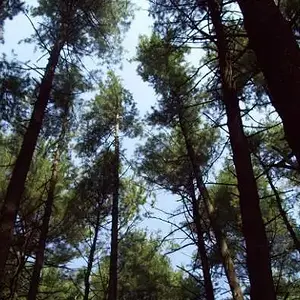 forest hunts  -  these are the best