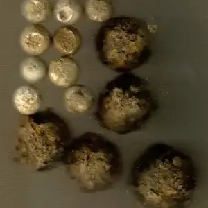 Grape shot,musket balls