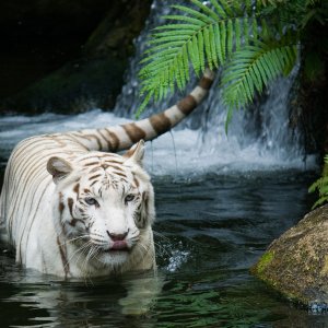 white tiger nature forest
