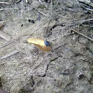 stirrup ring