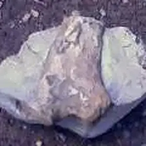 A bone or petrified piece of branch found in a clump of dried clay. Our research matches that this MAY indeed be a rib bone of a Mastadon. ? Early Pal