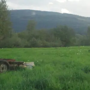 Stumbled upon a bunch of elk in a field by the schools and sport fields in Snoqualmie. Hard to see them, but they are all way out there in the field.