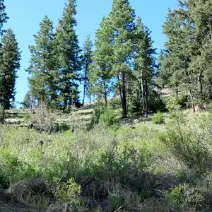 Saw some old rusty mining equipment way up the hill. Marked it on my GPS, and may hike up there sometime to see if there is an old prospect from the m